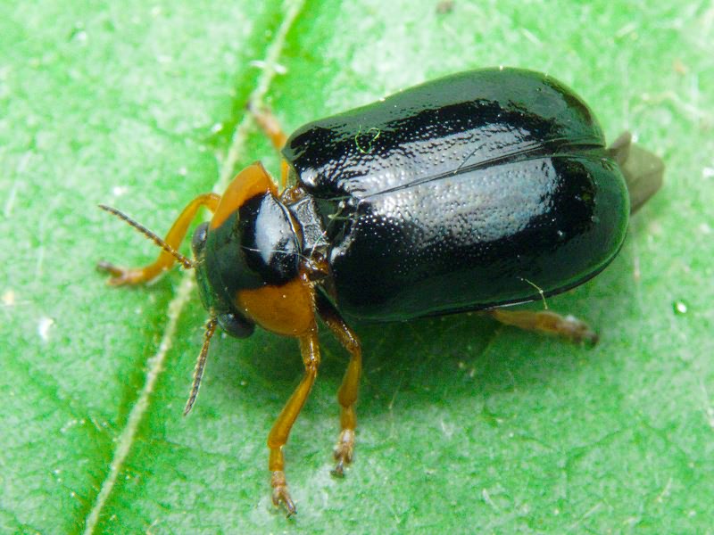 Smaragdina aurita (Linnaeus, 1767)